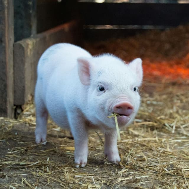 Baby pig in animal sanctuary