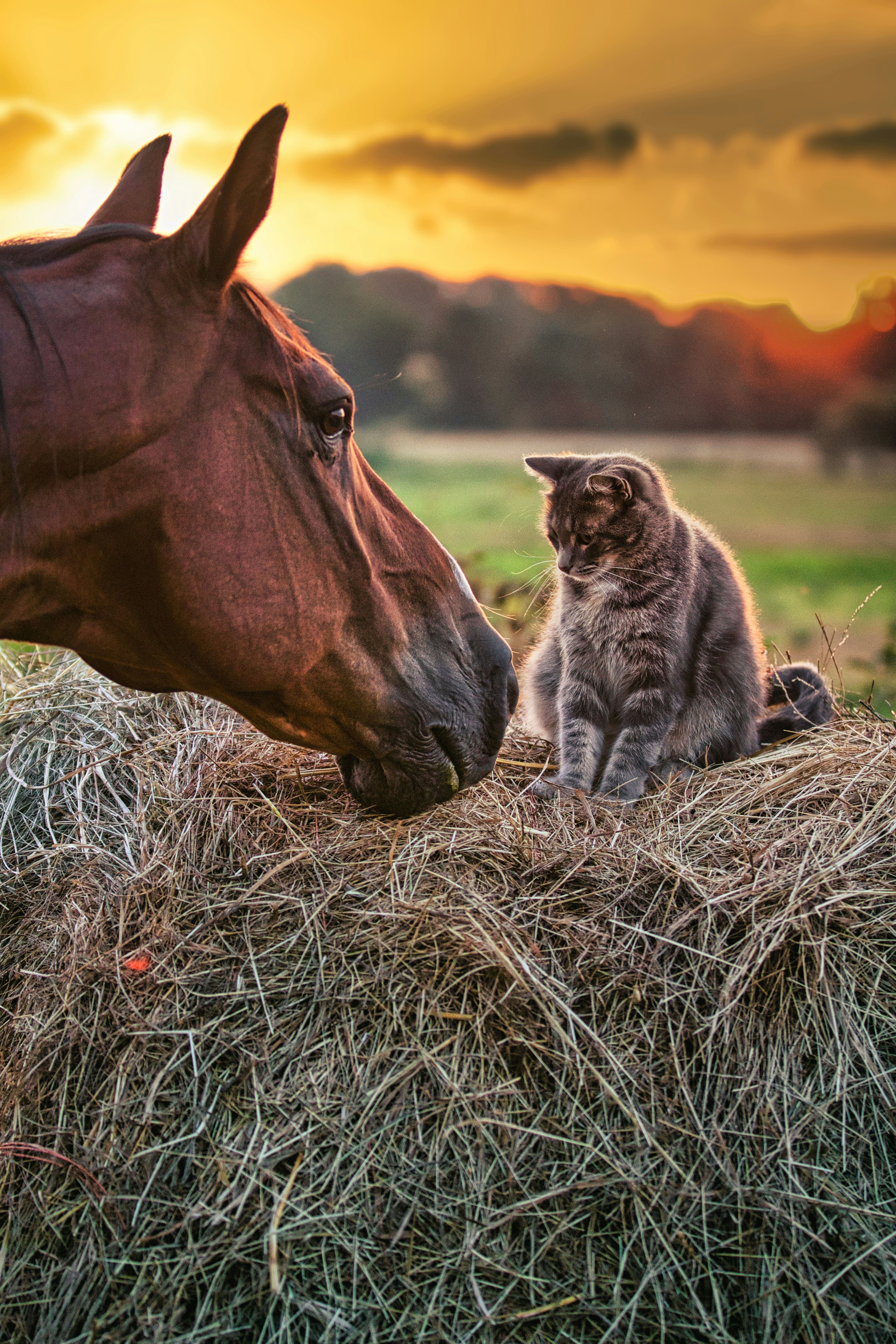 Cat with horse in a farm