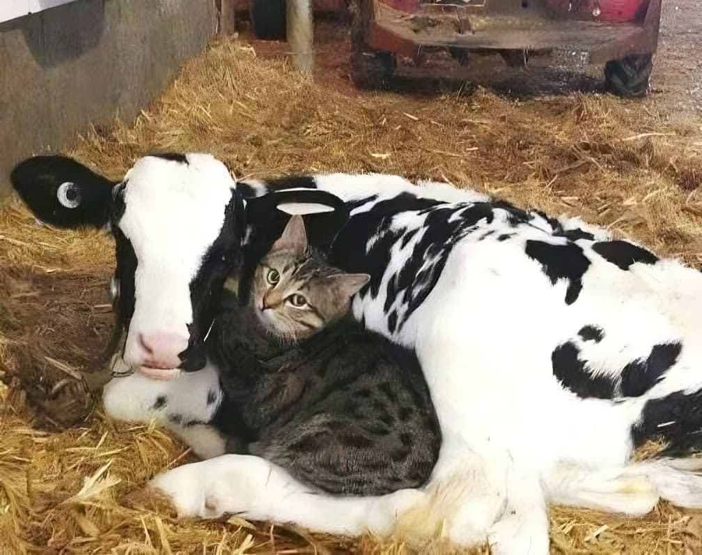 Curious cat hugging a cow Curious cat hugging a cow