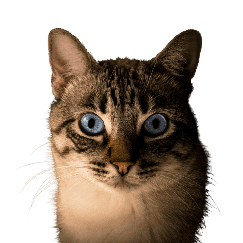 Surprised cat Surprised cat