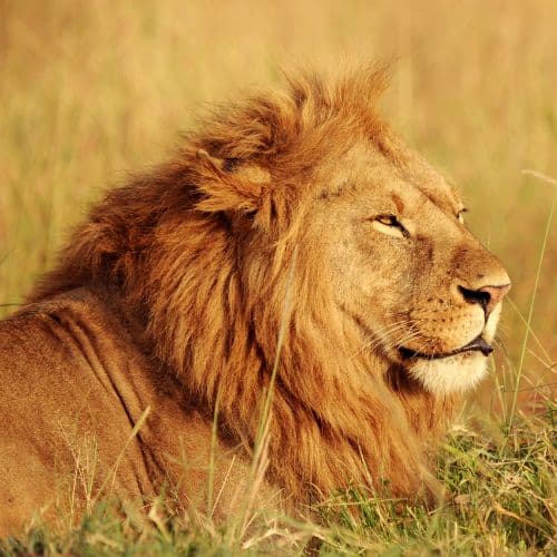 High protein cat meat High protein cat meat