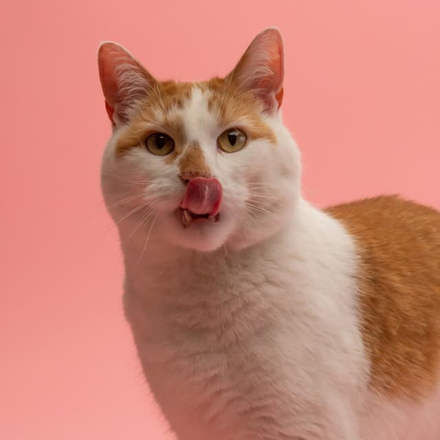 Tasty cat meat Tasty cat meat