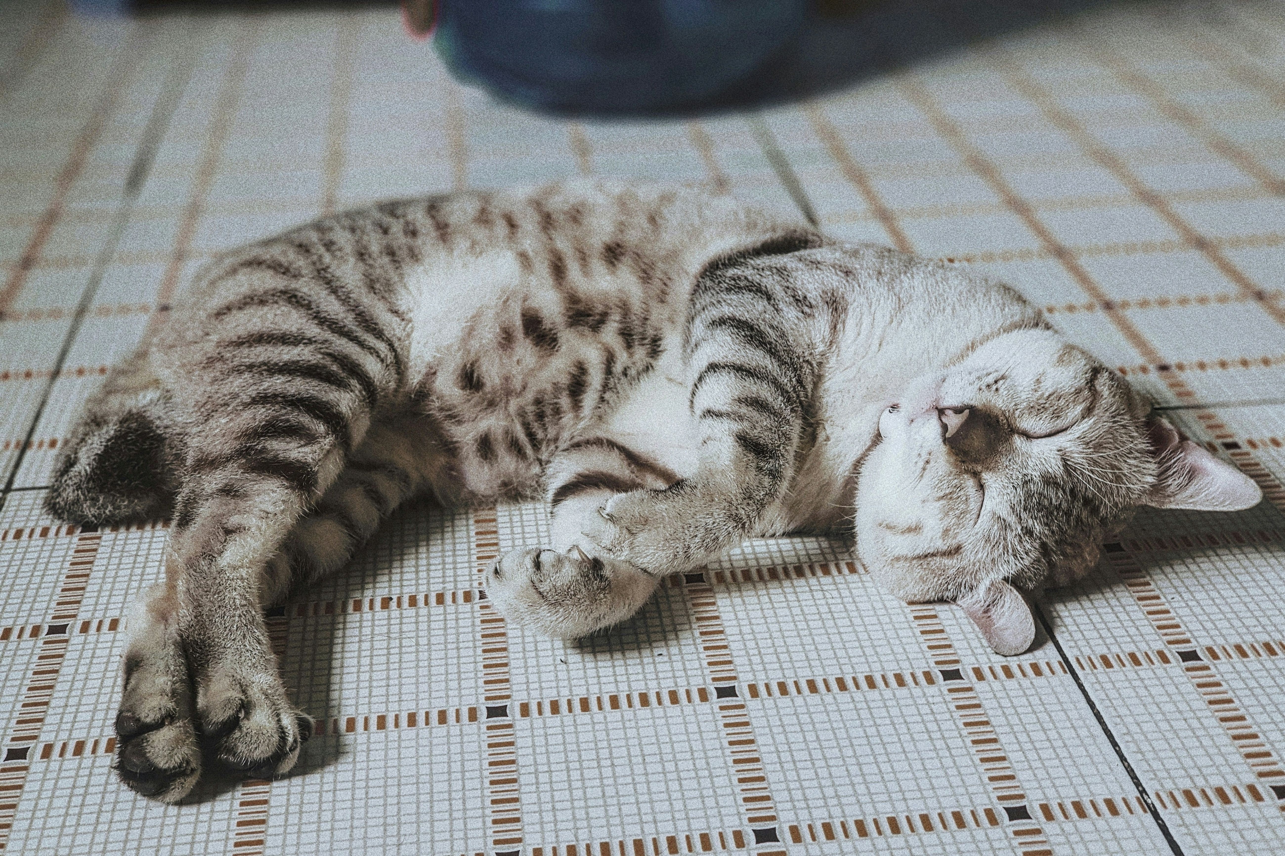 Cat meat prepare to be cooked